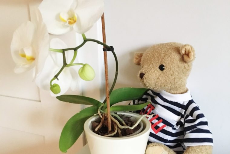 Bezpieczna roślina doniczkowa do pokoju dziecka - storczyk