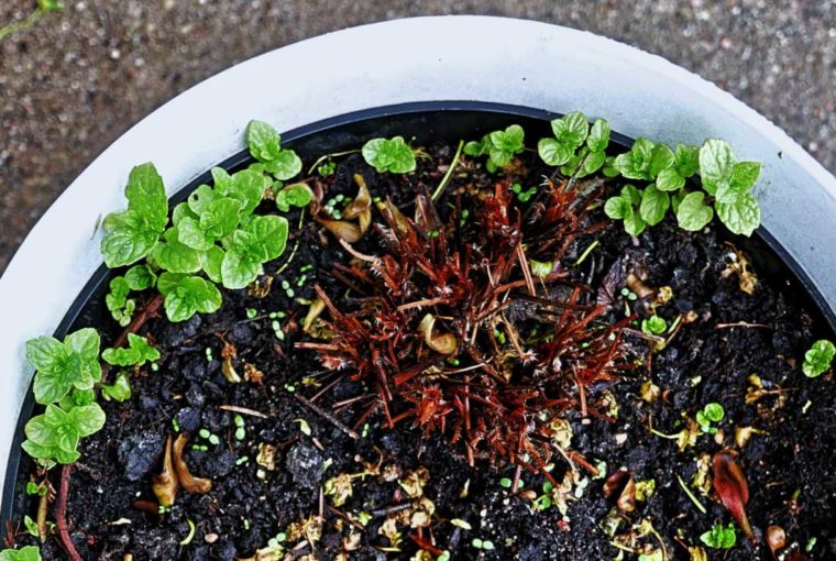 Jak ocenić czy roślina jest żywa?