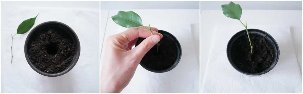 Rozmnaanie fikusa benjamina - poradnik dla pocztkujcych  Wiola Green