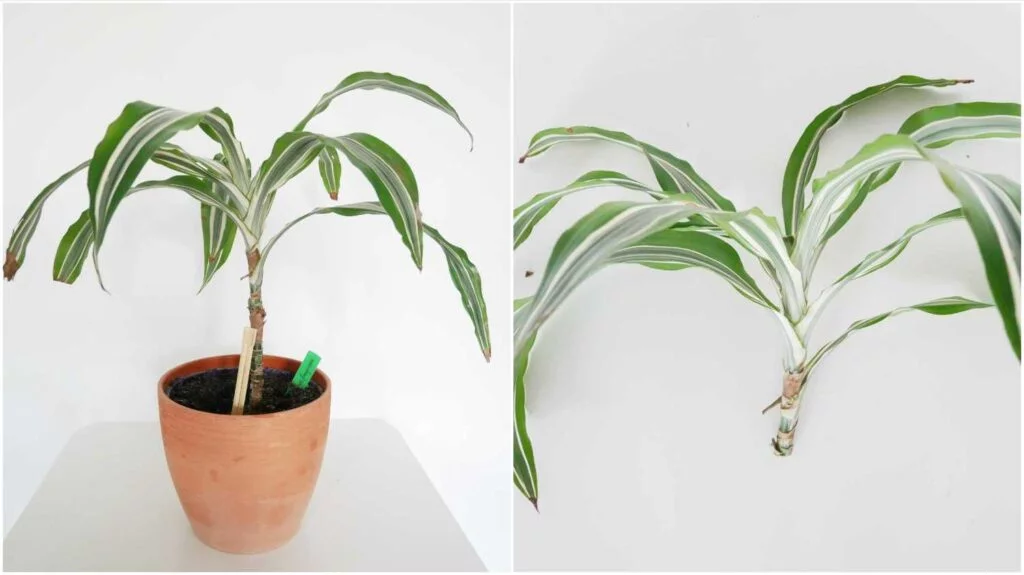 dracena marginata soil Dragon Tree Care - How to Grow a Dracaena marginata