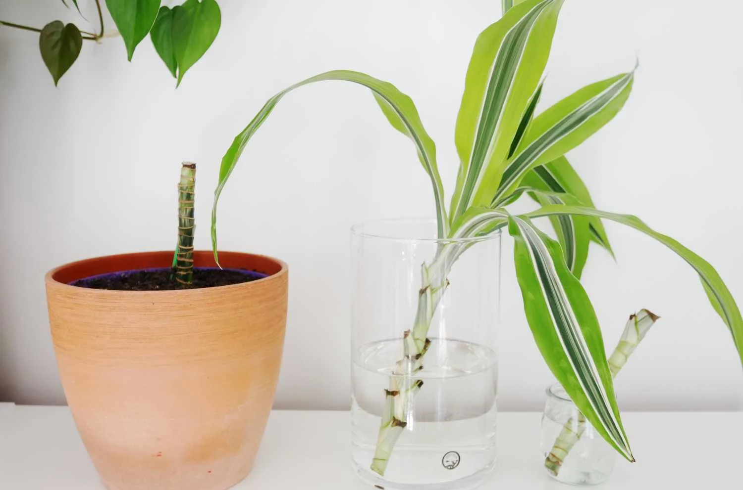 dracena massangeana ikea Dracaena – Massangeana Cane – Rainbow main image 0