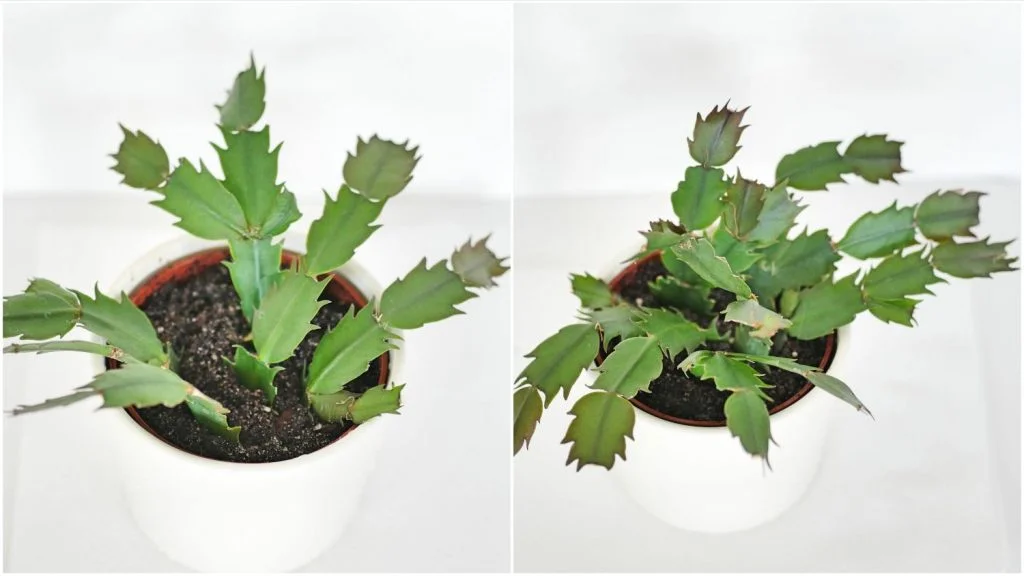 kunstpflanze hängend depot Philodendron künstliche Hängepflanze 90cm online kaufen main image 1