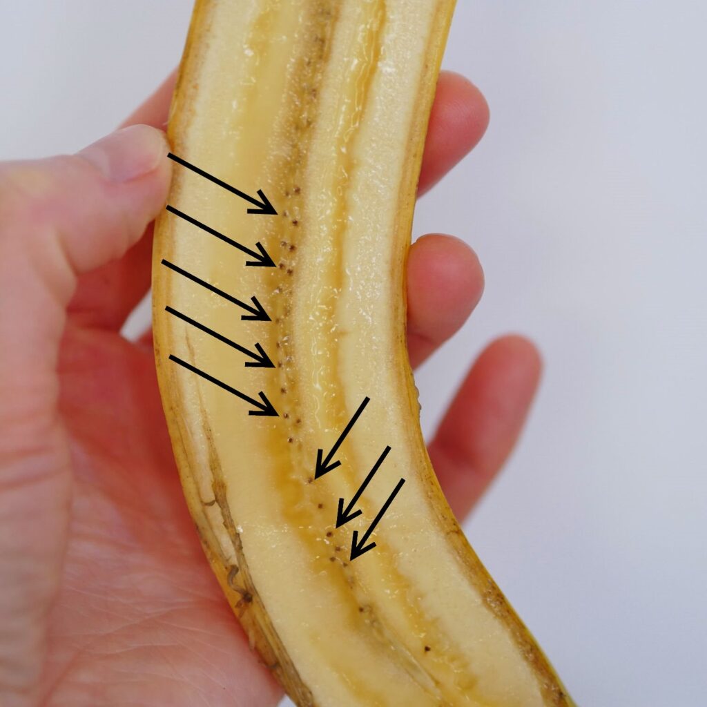 Longitudinal section of a store-bought banana showing the black dots inside, which are the remains of the seeds.